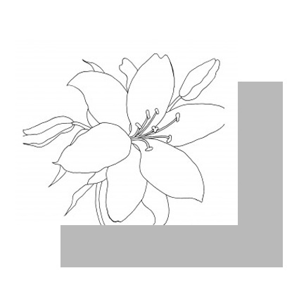 طراحی گل لیلیوم