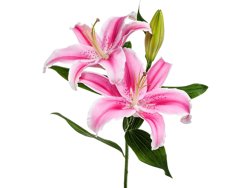 طرح نقاشی گل لیلیوم