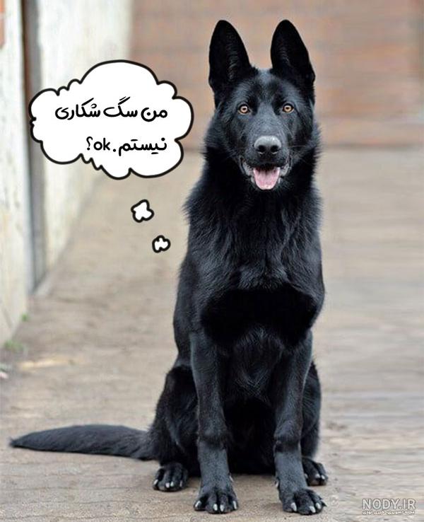 عکس سگ سیاه ژرمن