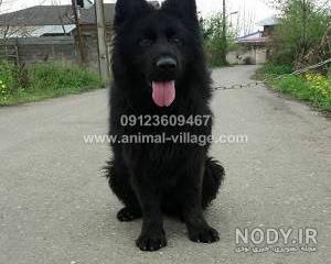 عکس سگ ژرمن سیاه سفید