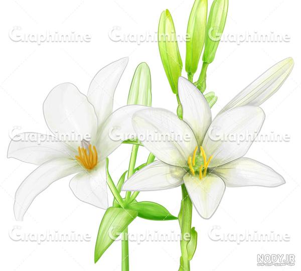 نقاشی گل ساده