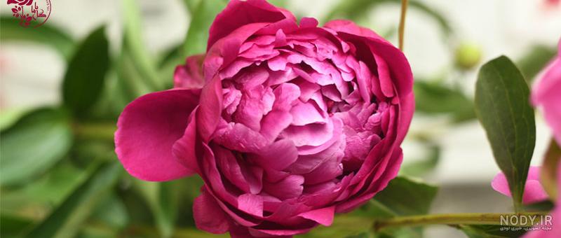 نقاشی گل رز واقعی