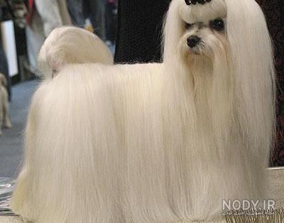عکس سگ پاکوتاه پشمالو سفید فروشی