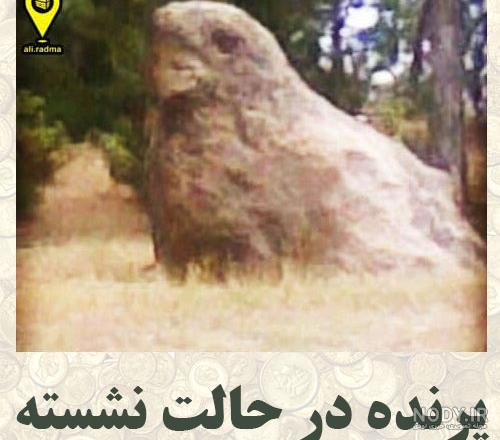 عکس جغد بامزه
