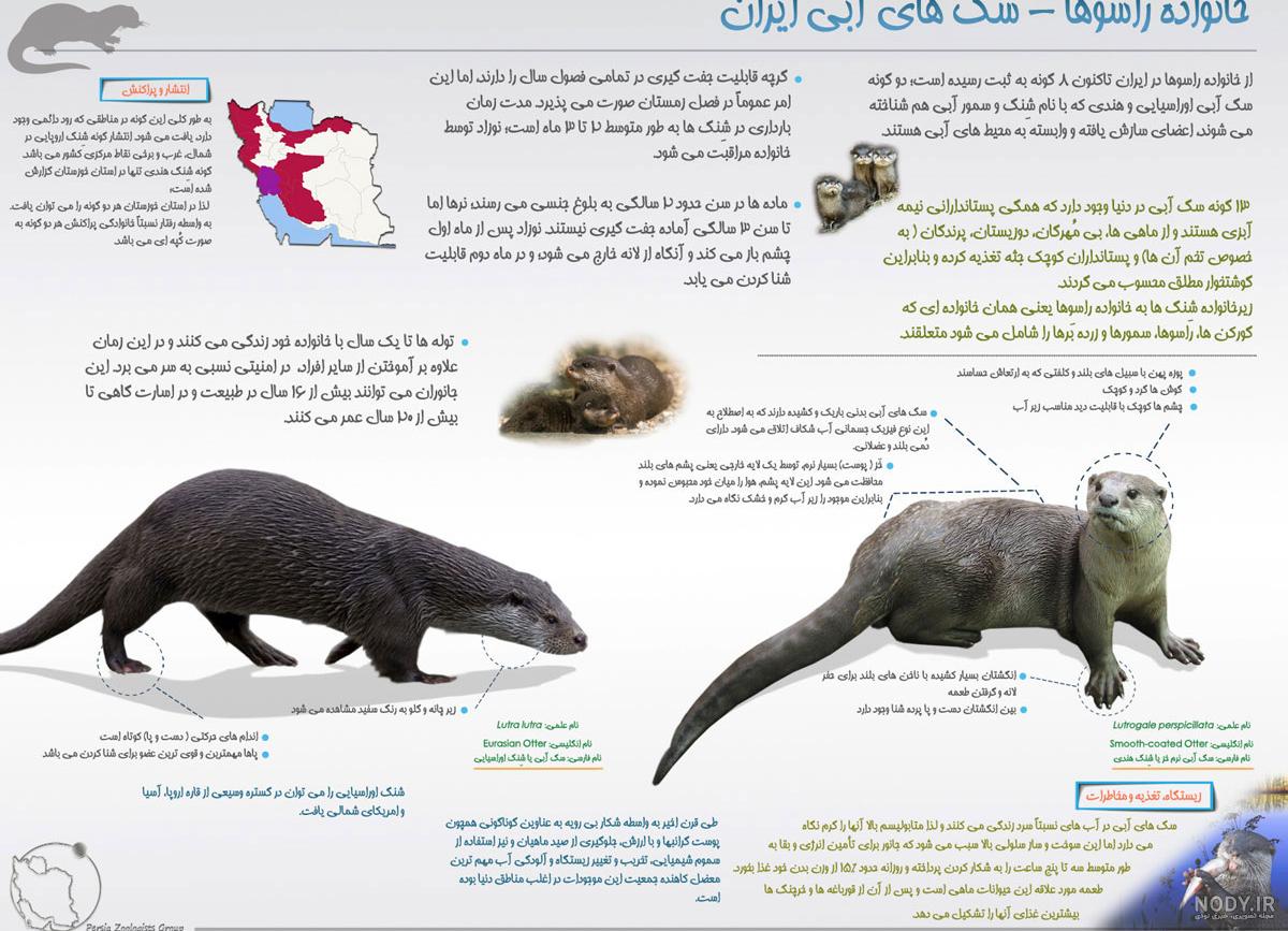 عکس حیوان ایرانی