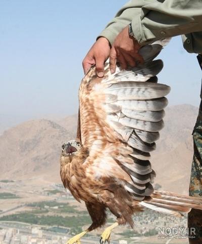 پرنده