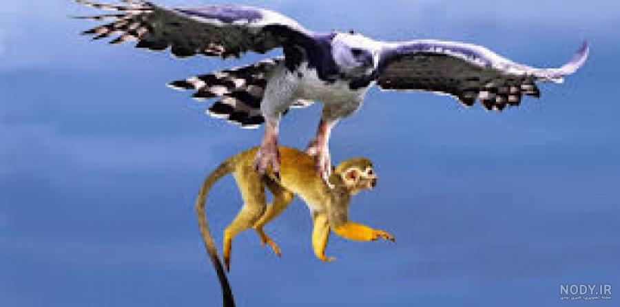عکس فیلم عقاب صحرا عکس فیلم عقاب صحرا