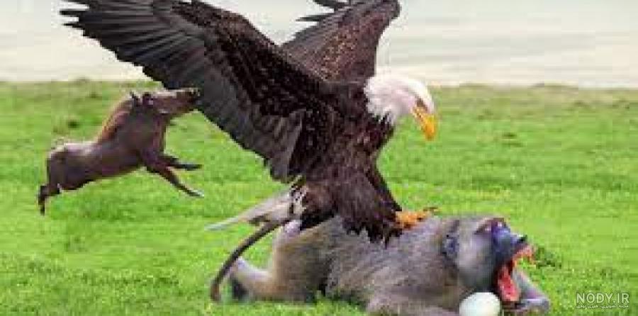 عکس و فیلم عقاب عکس و فیلم عقاب