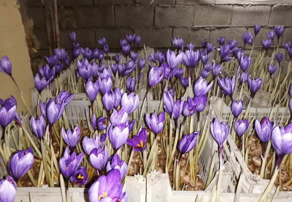 ماسك زعفران ماسك زعفران