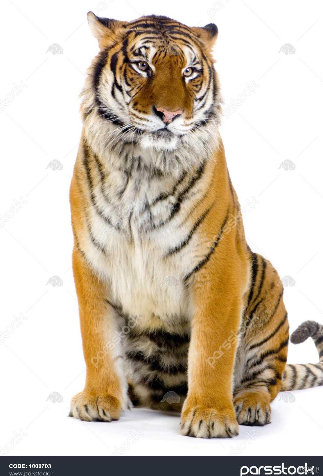 ببرها