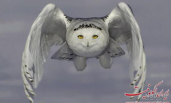 جغد آنبار