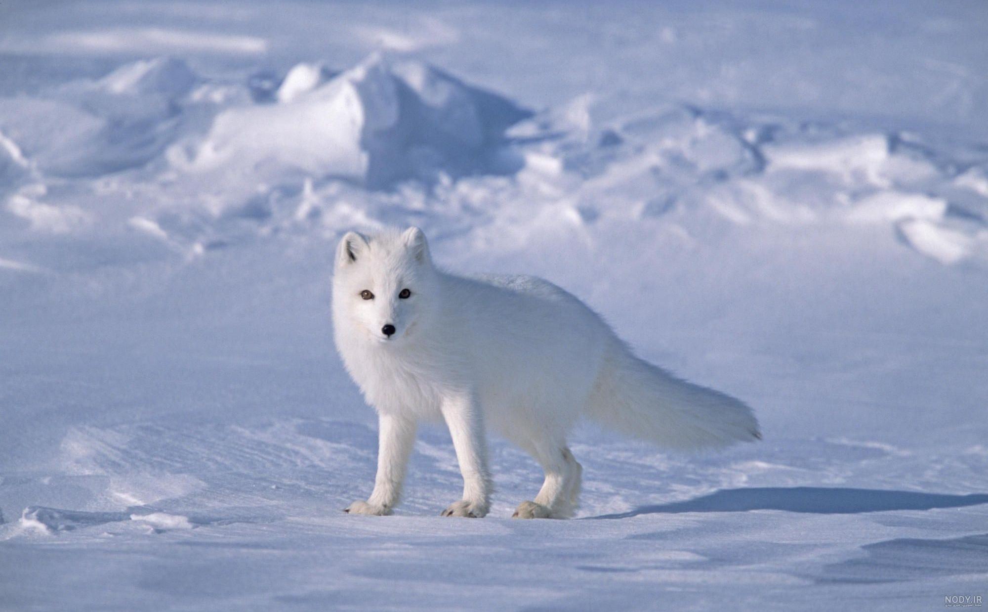 arctic fox arctic fox