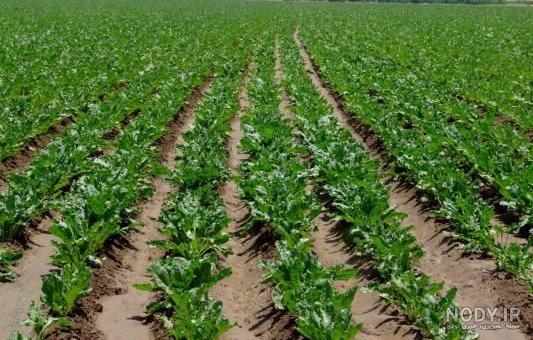 عکس ذرت دانه ای عکس ذرت دانه ای