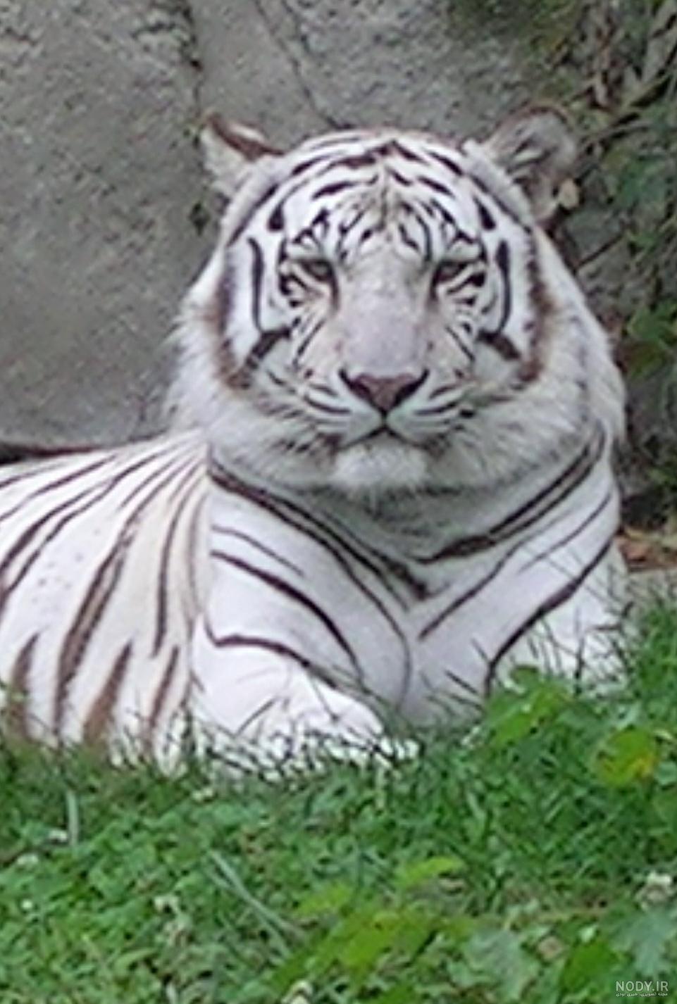 زمینه