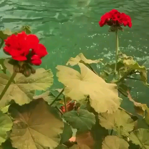 عکس متحرک صبح بخیر عاشقانه عکس متحرک صبح بخیر عاشقانه