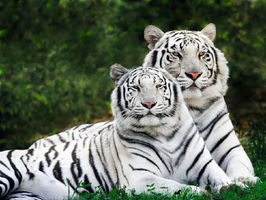 عکس های زیبای ببر سفید
