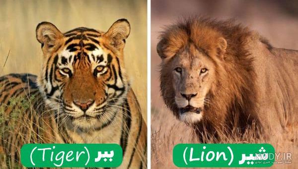 عکس ببر شیری