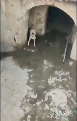 افغانستان