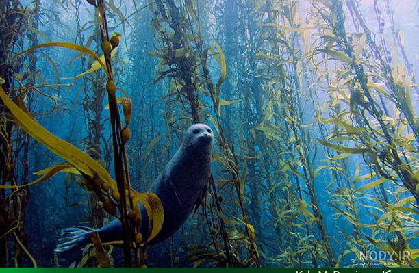 عکس حیوانات زیر آب