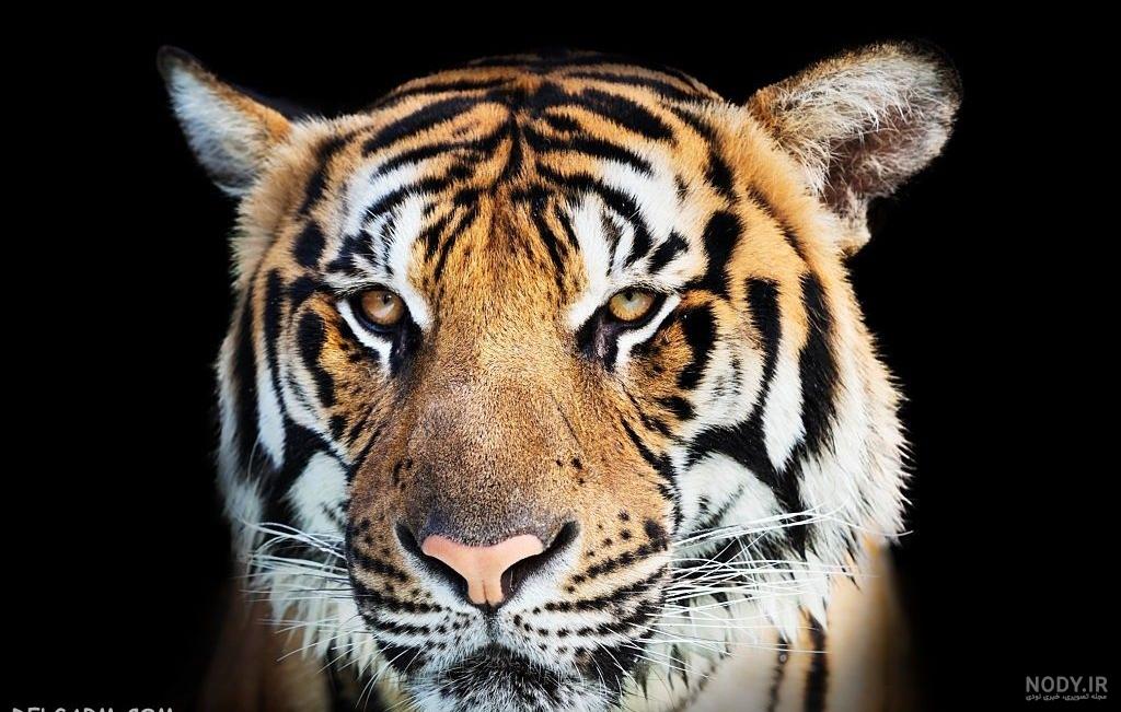 ببرهای ببرهای
