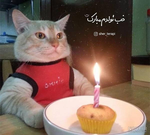 عکس تولدت مبارک گربه
