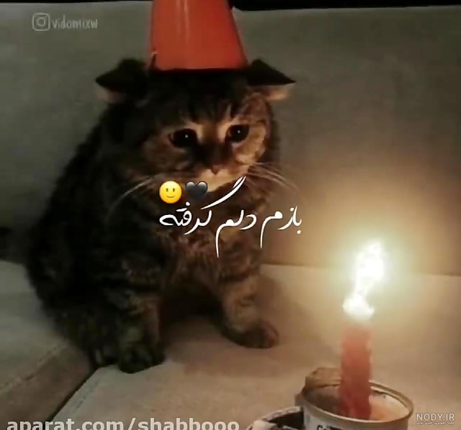 عکس تولدت مبارک گربه ای