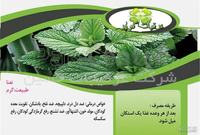 نعناع براي نعناع براي