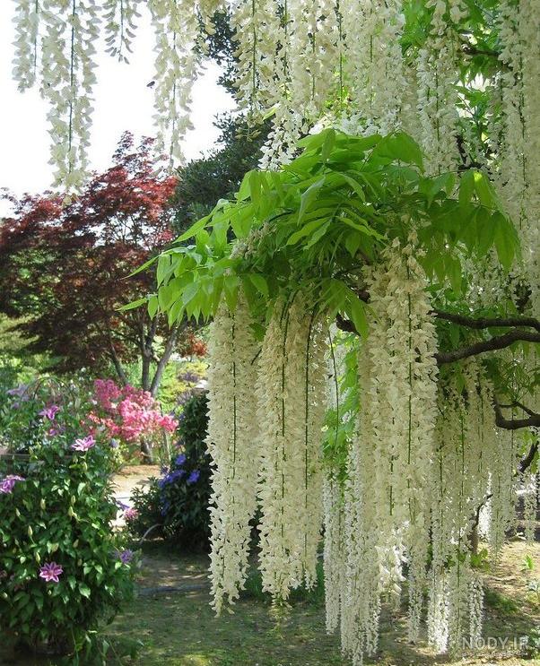 جاهای