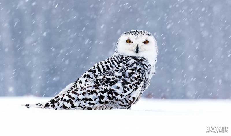 پرندگان پرندگان