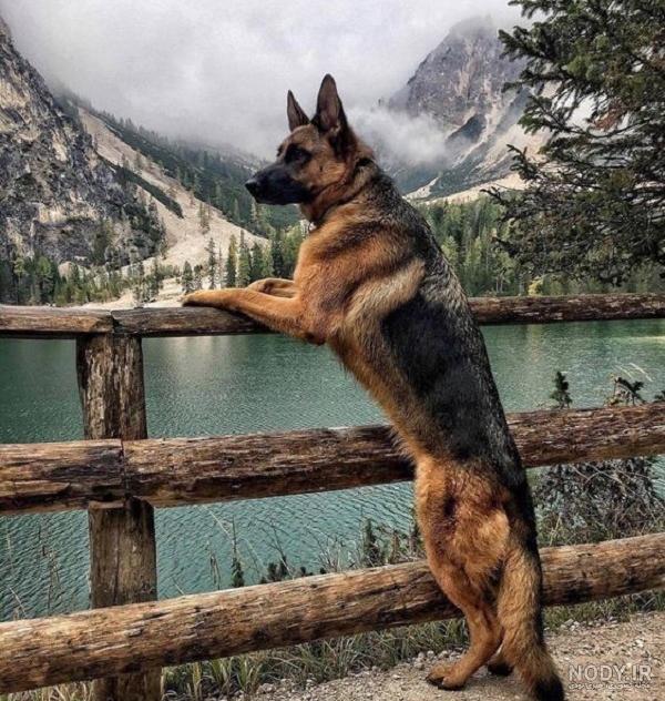 عکس سگ دوبرمن پلیسی