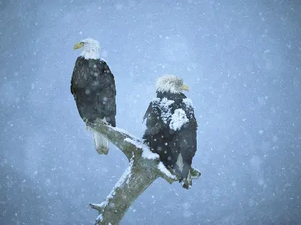 پرنده