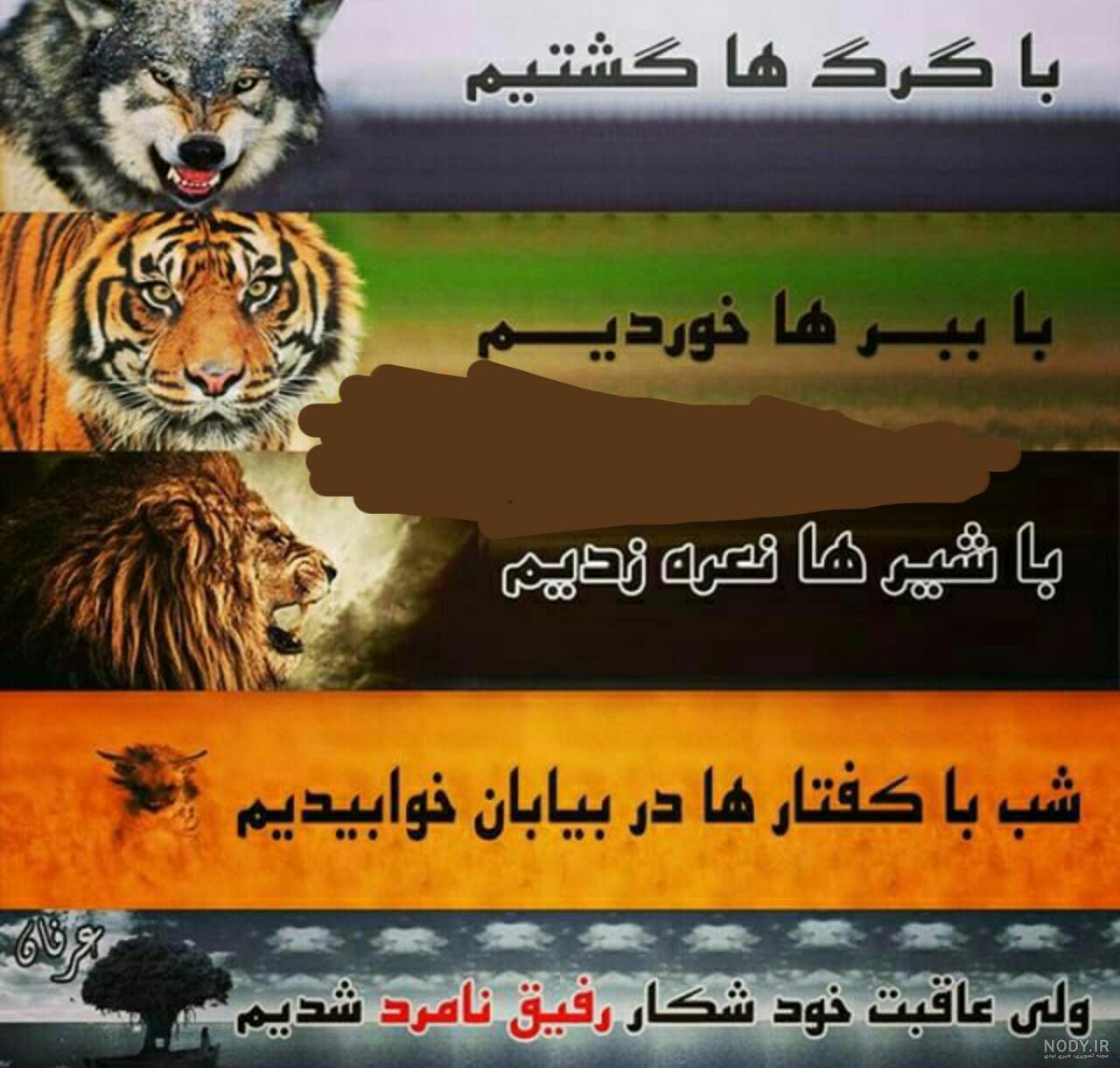 عکس پلنگ و گرگ عکس پلنگ و گرگ