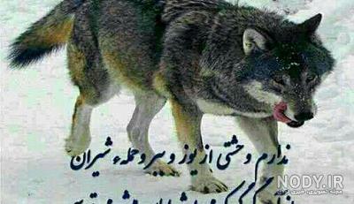 يوز پلنگ يوز پلنگ