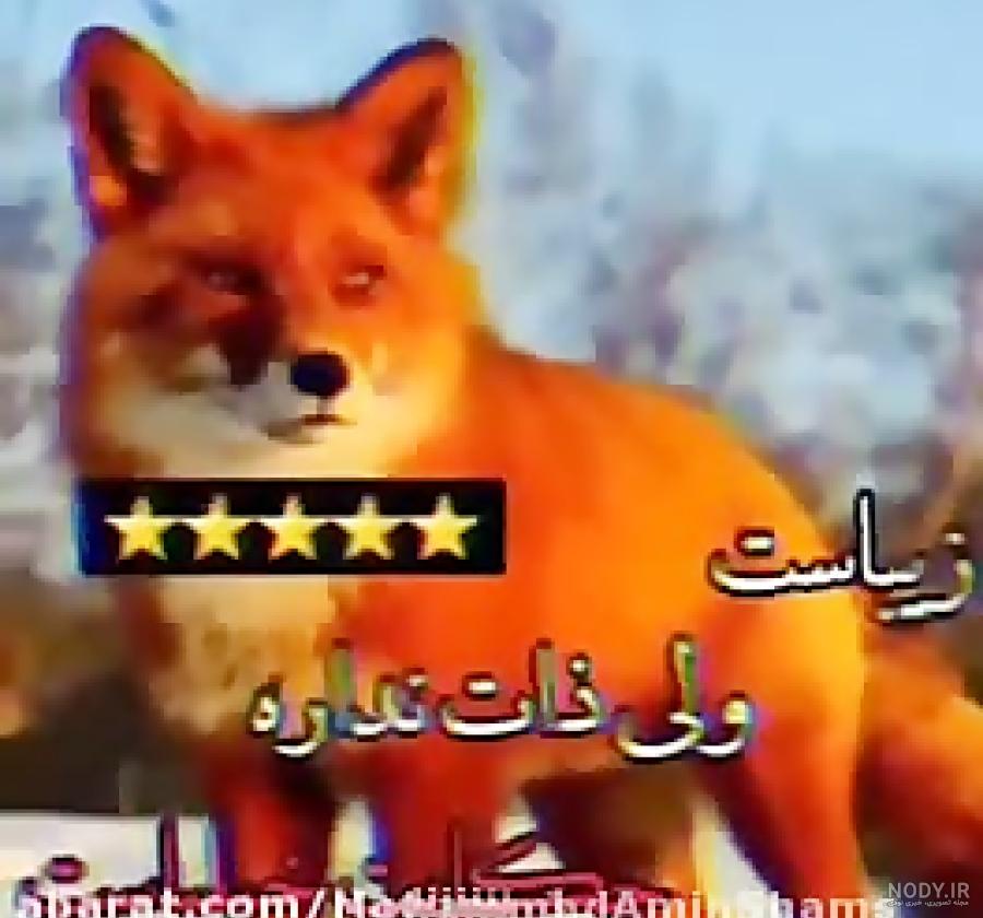 بامزه