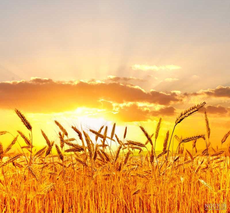 تصویر طلوع خورشید در گندم زار
