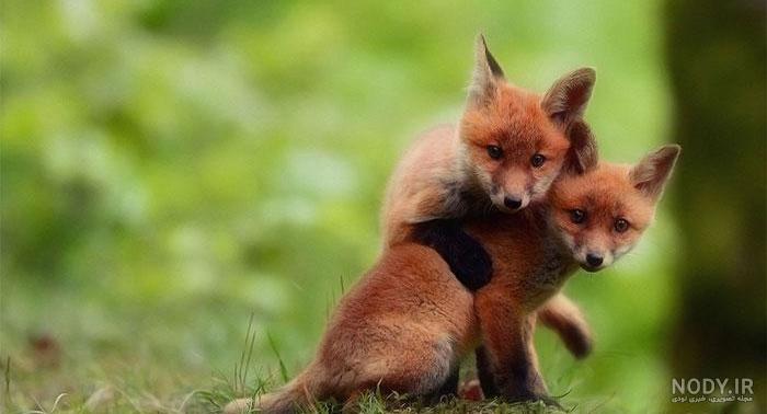 ذات