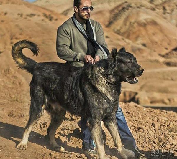 عکس سگ افغان اصل