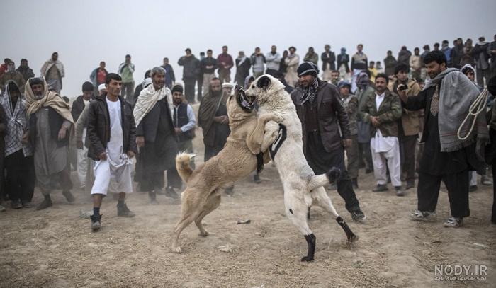 عکس سگ افغان اصیل