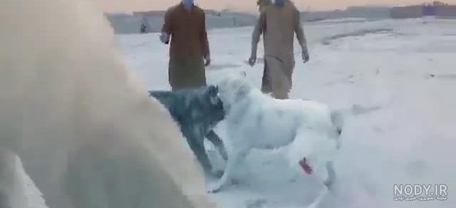 عکس سگ افغان سفید