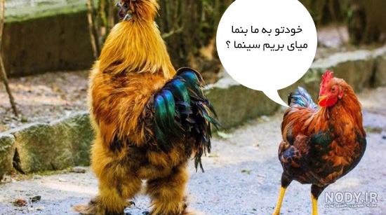عکس جالب خنده دار جدید عکس جالب خنده دار جدید