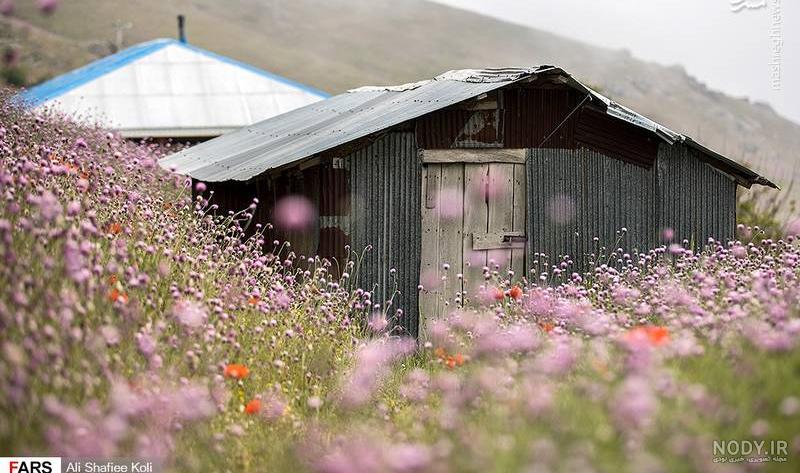عکس جاده در روز