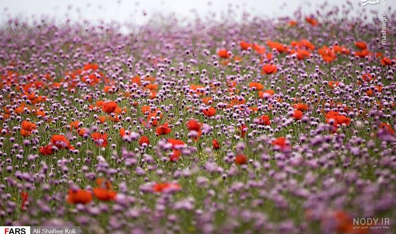عکس خفن عکس جاده از بغل