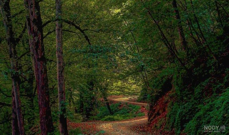 عکس جاده جنگلی زیبا