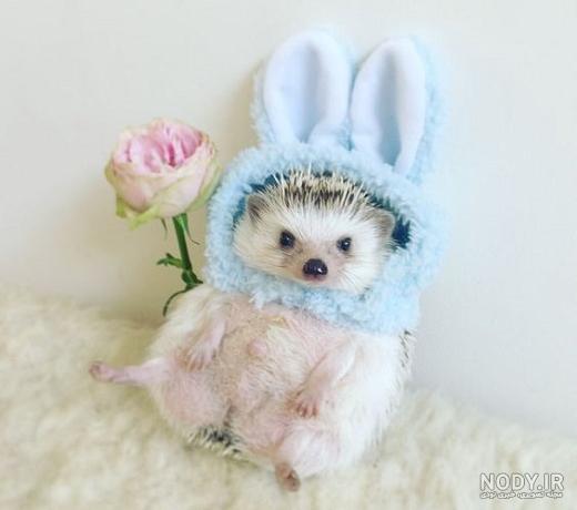 hedgehog