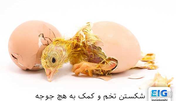 میمونهای