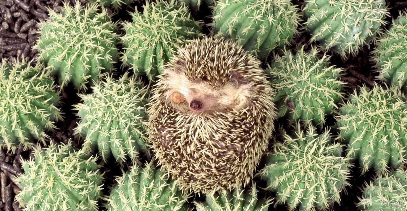 hedgehog