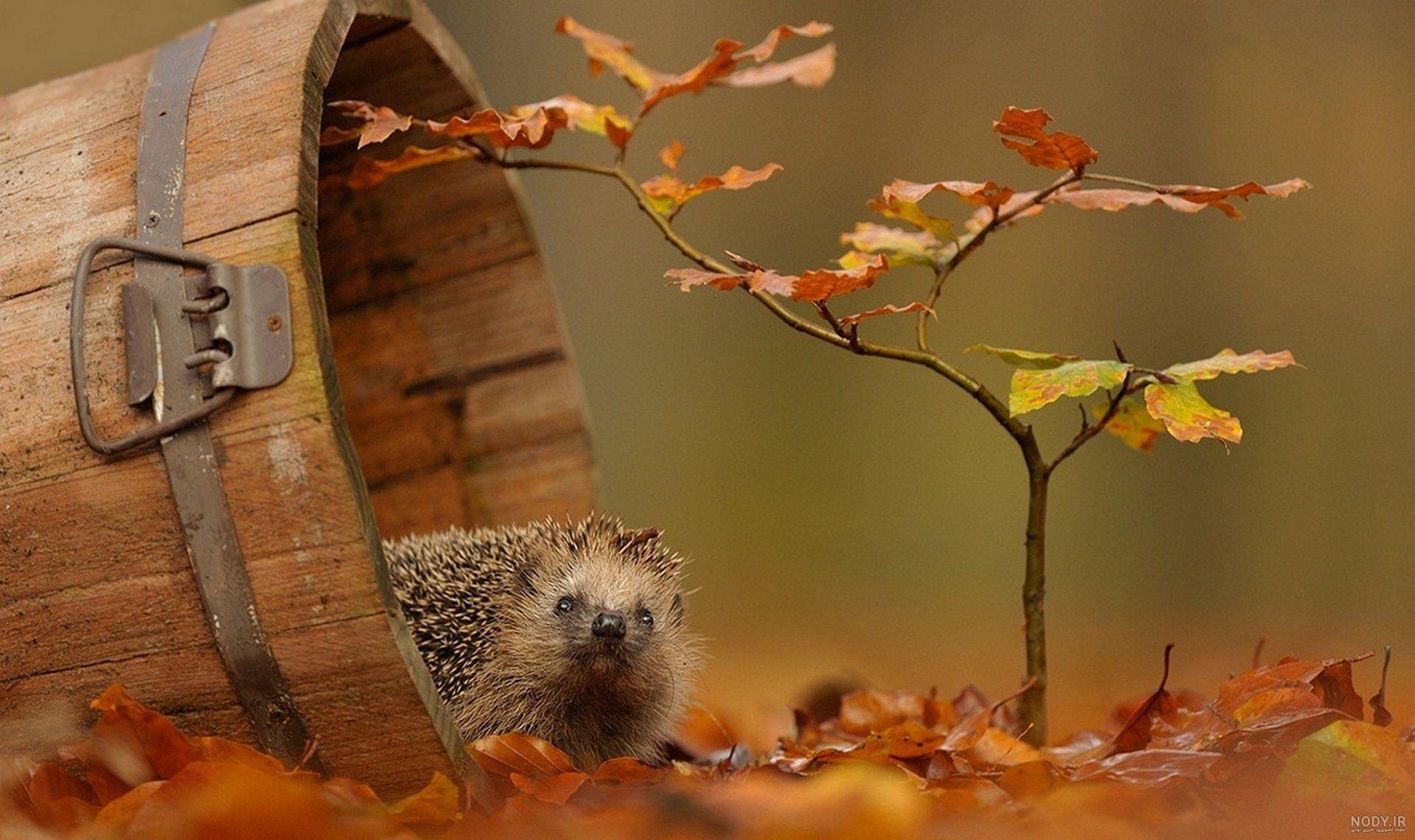 hedgehogs