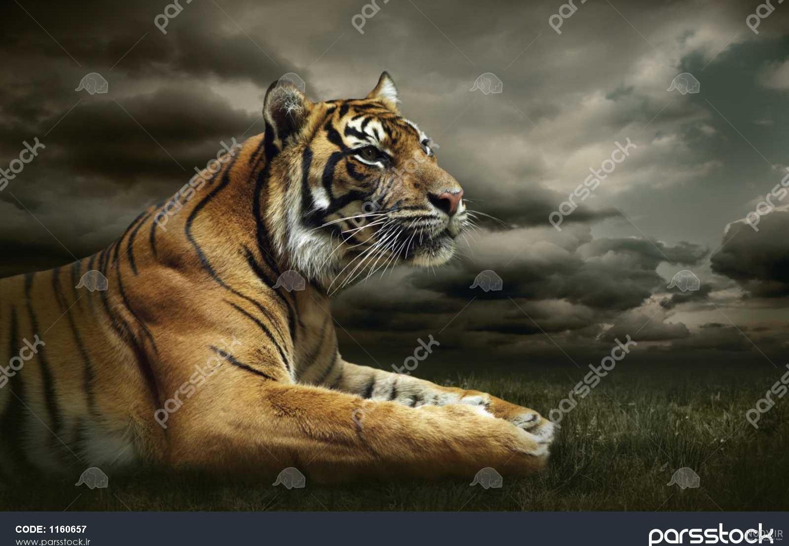 نر