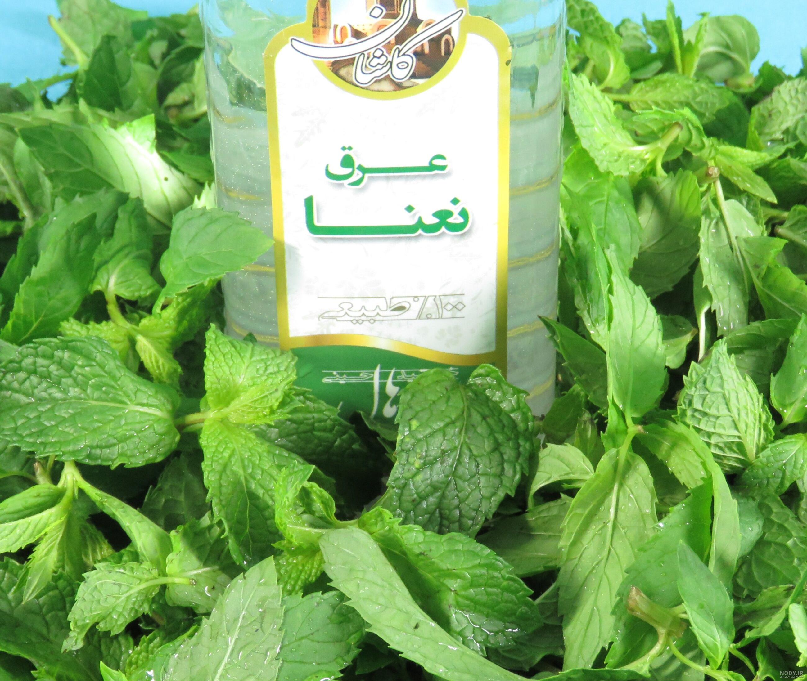 عکس نعناع و پونه عکس نعناع و پونه