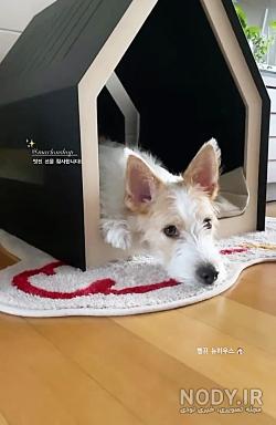 عکس سگ روی صورت عکس سگ روی صورت